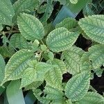 Pilea angulata Leaf