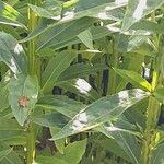 Helenium autumnale Lapas