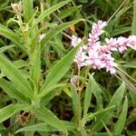 Persicaria limbata Blodyn