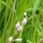 Silene apetala Mbuma