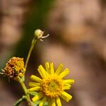 Vicoa indica Floro