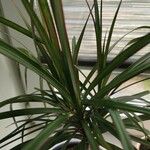 Dracaena reflexaLeaf