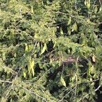 Senegalia senegal Хабит