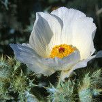 Argemone squarrosa Flower