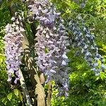 Wisteria floribundaFlower