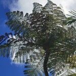 Cyathea arborea Leaf