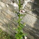 Verbascum blattaria आदत