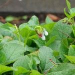 Symphytum caucasicum Hábito