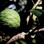 Agathis lanceolata Fruit