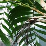Chamaedorea microspadix Leaf
