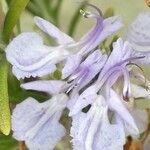 Rosmarinus officinalis 花