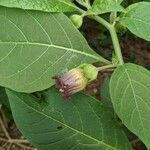 Atropa belladonna Λουλούδι