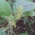 Acalypha arvensis Leaf