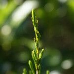 Erica arborescens Leaf