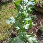 Papaver somniferum Habit