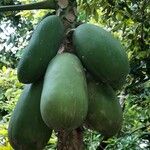 Carica papaya 果實