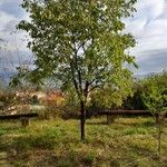 Celtis australis Hábito