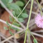 Mimosa quadrivalvis Folha