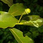 Ocotea floribunda List