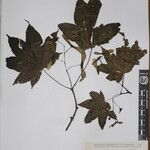 Acer campbellii Kita