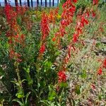 Penstemon eatonii Цвят