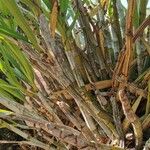 Ansellia africana 樹皮