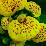 Calceolaria integrifoliaFlor