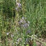 Delphinium carolinianum 花