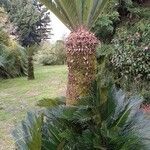 Cycas revoluta Хабит