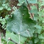 Populus × canescens Foglia