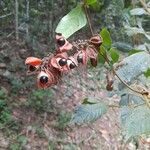 Paullinia rubiginosa 果