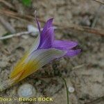Romulea clusiana Flower