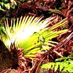 Kerriodoxa elegans Hoja