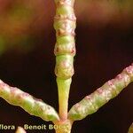 Salicornia procumbens পাতা