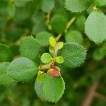 Myrsine africana Leaf