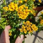 Tagetes lucida പുഷ്പം