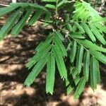 Albizia niopoides ഇല
