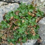 Potentilla caulescens Συνήθη χαρακτηριστικά