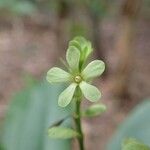 Cerberiopsis candelabra 花