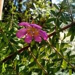 Bauera rubioides Flower