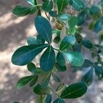 Searsia gueinzii Leaf