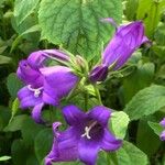 Campanula latifoliaFlower