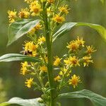 Solidago glomerata Flor