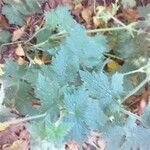 Geranium wlassovianum Yaprak