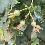 Rosa arvensis Fruit