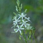 Ornithogalum narbonense Flower