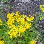 Senecio ampullaceus Flower