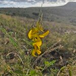 Crotalaria laburnifolia Lorea