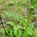 Senecio ampullaceus Leaf