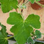 Pelargonium tomentosum Blatt